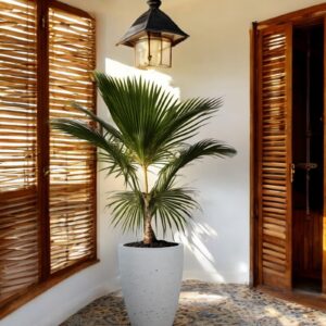 1 (2)-Photoroom Büyük Boy Hafif Beton Saksı (Az Beton Dokulu)